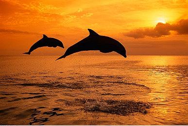 RTS《要塞》系列新商标曝光：《要塞：黑暗时代》